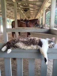 BARN CAT WITH HORSE 2