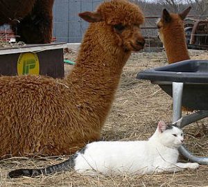 alpaca