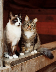 barn-cats1