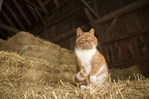 Free barn deals cats near me