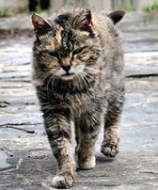 angry feral cat