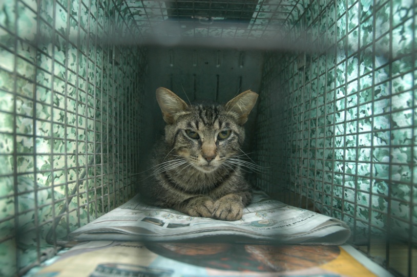 Trapping of feral cats using cage traps - PestSmart