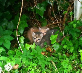 fostering feral kittens