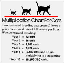 How to teach a feral cat to use a litter box hotsell