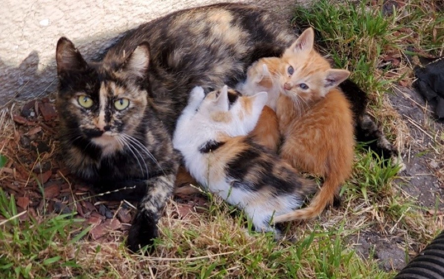 Momma cat & babies