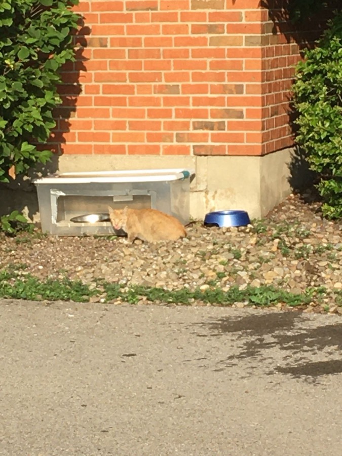 Orange cat at feeding station