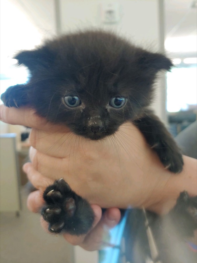 tiny black cat baby