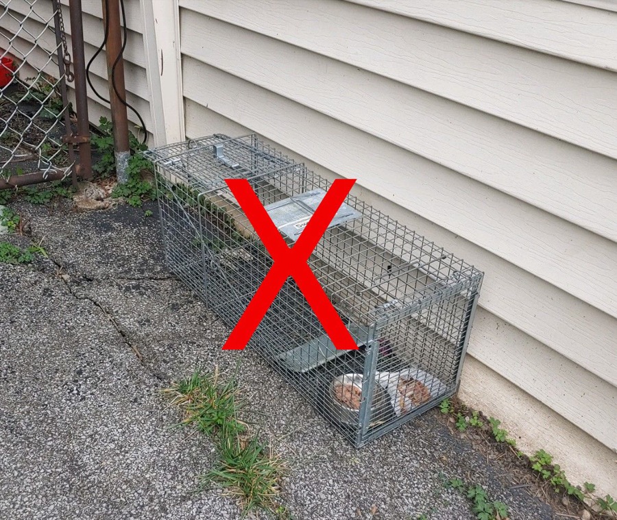Do not open trap pre-surgery to feed cat